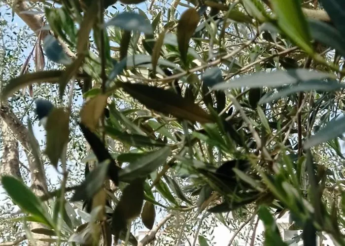 Appartamento La Pica Marina Anacapri (Isola di Capri)