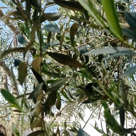 شقة La Pica Marina أناكابْري