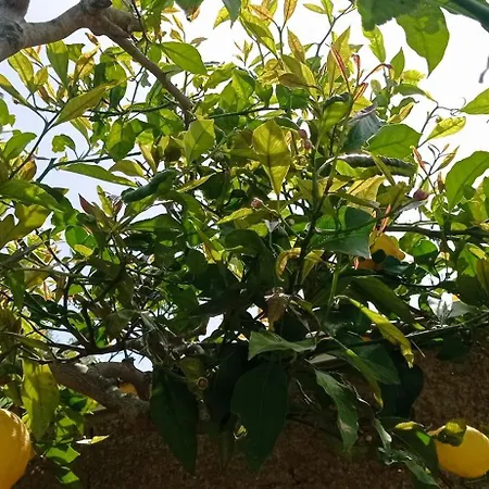 La Pica Marina أناكابْري