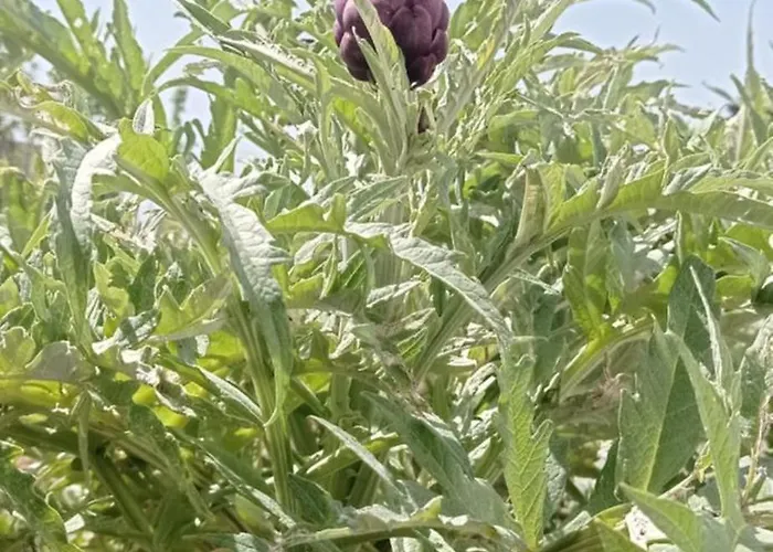 Apartamento La Pica Marina *