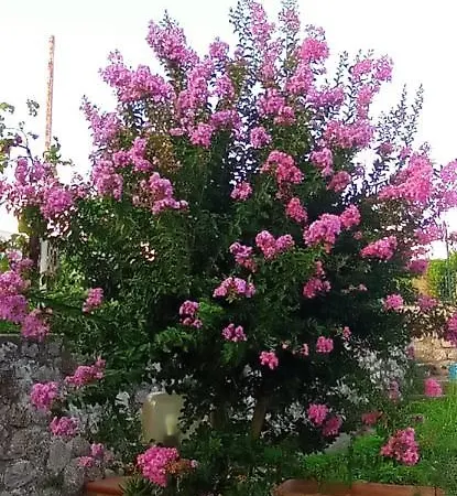 La Pica Marina Anacapri *