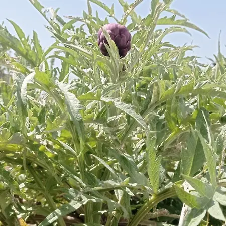 Apartment La Pica Marina *